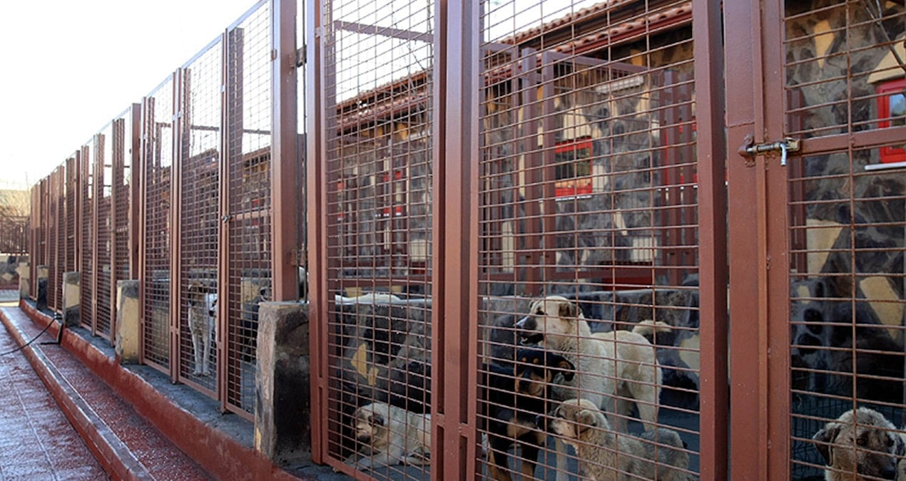 Ooğul Dakika … Osmaniye Hayvan Barhoği’nda Köpekleri Canli Canli Toplah Gömdüler