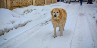 2026-Kisinin-Ilk-Buyuk-Kari-Hangi-Sehirler-Beyaza-Burunecek-featured