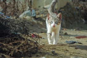 Cezayir8217de-Imamin-Basina-Atlayan-Kedi-Sosyal-Medyayi-Salladi-featured