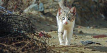 Cezayir8217de-Imamin-Basina-Atlayan-Kedi-Sosyal-Medyayi-Salladi-featured