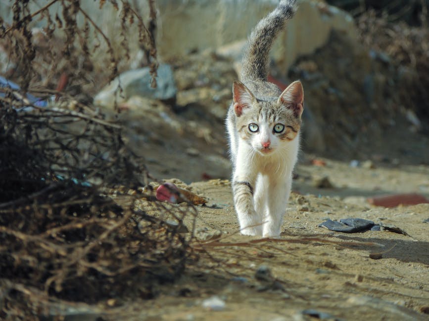 Cezayir8217de-Imamin-Basina-Atlayan-Kedi-Sosyal-Medyayi-Salladi-featured