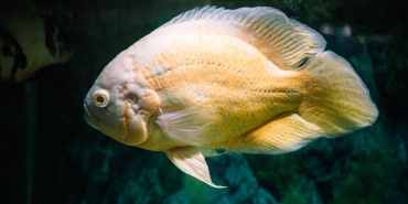 Joachim-Trier8217in-8220Sentimental-Value8221su-2026-Oscar-Yarisinda-Bayragi-Tasiyor-featured